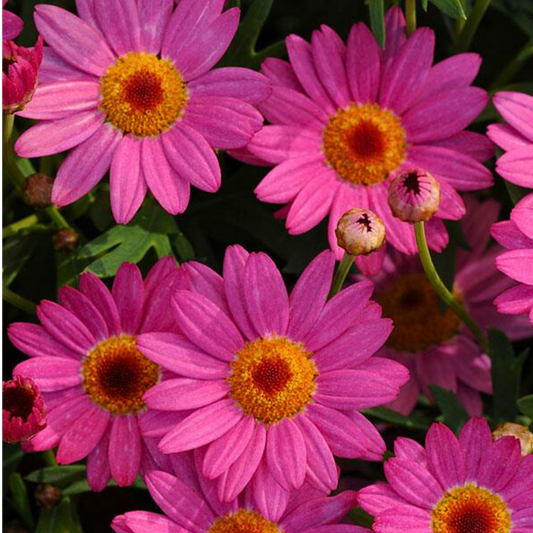 Argyranthemum Madeira Deep Pink | 3 or 6 1L Pots