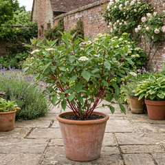 Cornus Alba Sibirica Red Stemmed Dogwood Plant, Winter Hardy Garden Shrub, Litre Root Ball