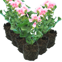 Geranium Toscana Linus | 3 or 6 1L Pots