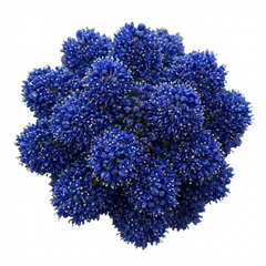 Ceanothus Concha Plant, Hardy Evergreen Blue Flowering Shrub, California Lilac, Litre Root-Ball