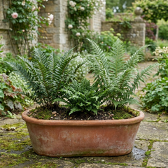 3 Large Plants - Soft Shield Fern Grower’s Mix, Ready to Plant in Your Garden