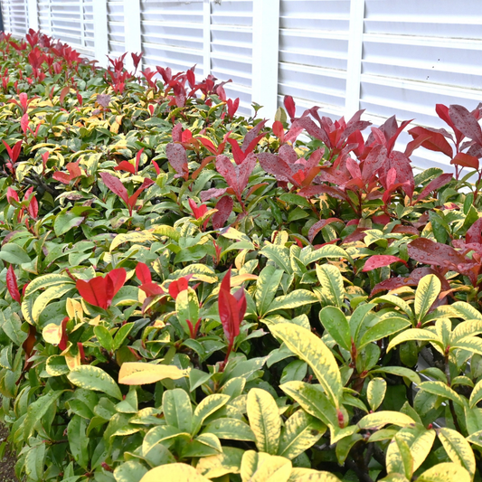 Photinia Red Robin | 2L Pot