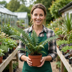 Japanese Tassel Fern Polystichum Polyblepharum Plants, Hardy Evergreen, 1 Litre Root Ball