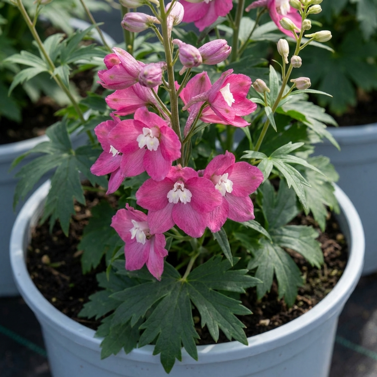 1 Delphinium Magic Fountains Deep Rose White Bee Plant, Hardy Garden Perennial, 2L Root Ball