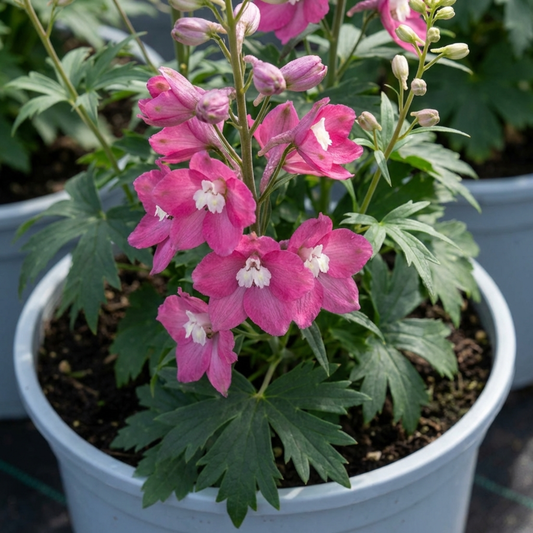 1 Delphinium Magic Fountains Deep Rose White Bee Plant, Hardy Garden Perennial, 2L Root Ball