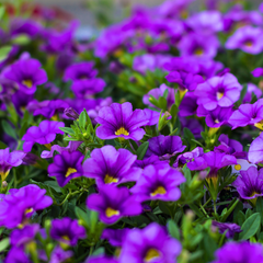 Calibrachoa Cabaret Early Blue | 3 or 6 1L Pots
