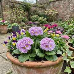 Primrose Queen Lilac Picotee Plants, Hardy Perennial, Spring & Autumn Flowering, Outdoor Garden Ready, 1 Litre Root-Ball