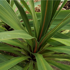 Cordyline Peko