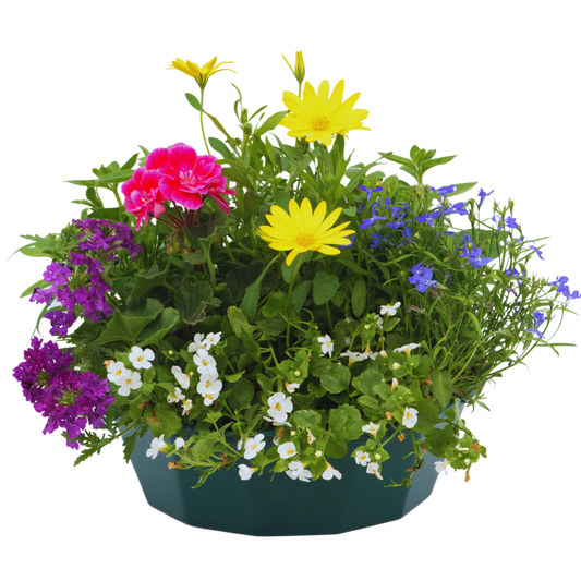 7 Colour Coordinated Plants - Berry Swirl Theme Speedplanter, Garden Ready