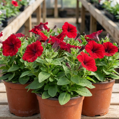 Set of 3 Large Plants - Petunia Easy Wave Red, Outdoor Garden Ready