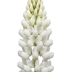 3 Large Plants - Lupin Legendary White, Ready to Plant in Your Garden, Peat Free