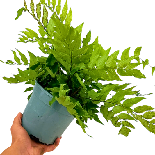 Holly Fern Cyrtomium Fortunei | 2L Pot