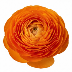 Rannunculus Vortex Orange, 10.5 cm