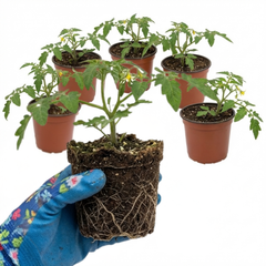 Set of 3 or 6 Large Plants - Tomato Tumbling Tom Yellow, Ready to Plant in Your Garden