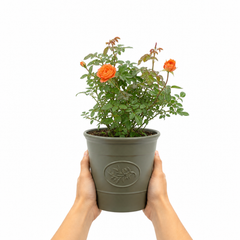 3Ltr Orange Patio Rose Plant, Hardy Bush, Nursery Pots