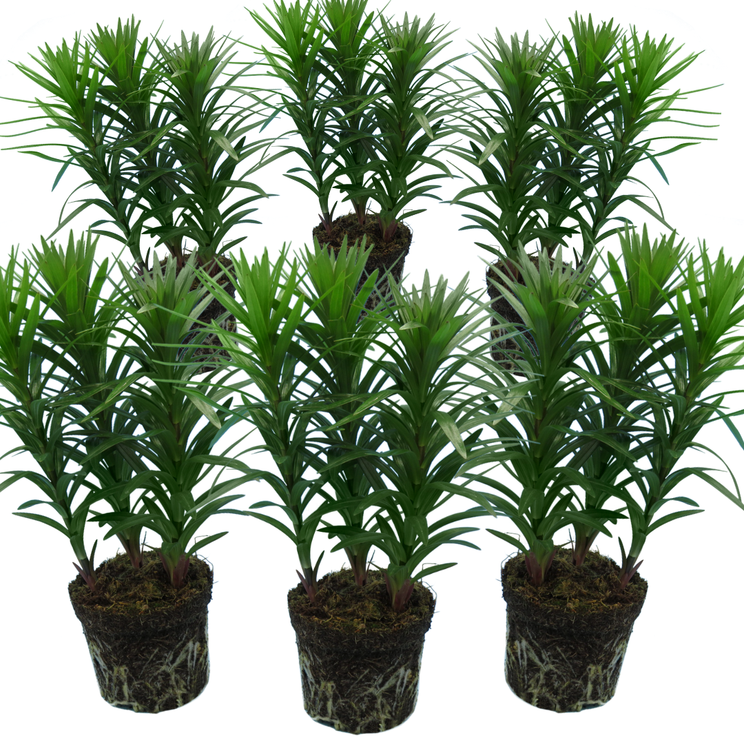 Asiatic Lily Pink | 3 or 6 1L Pots
