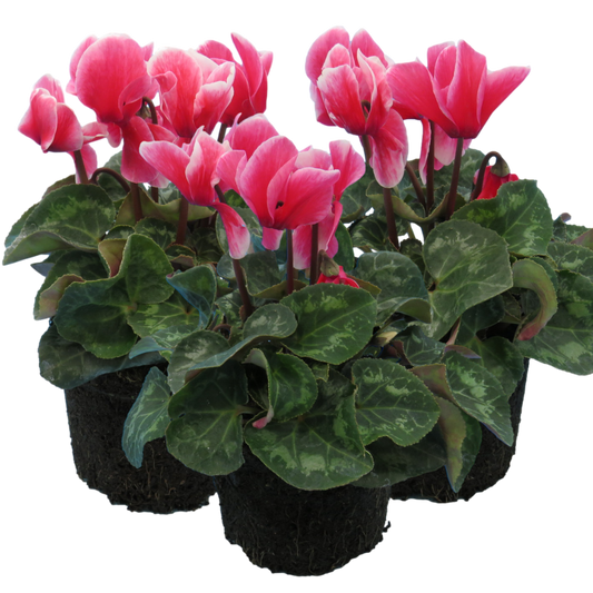 Cyclamen Bicolour Rouge Flame | 3 or 6 1L Pots