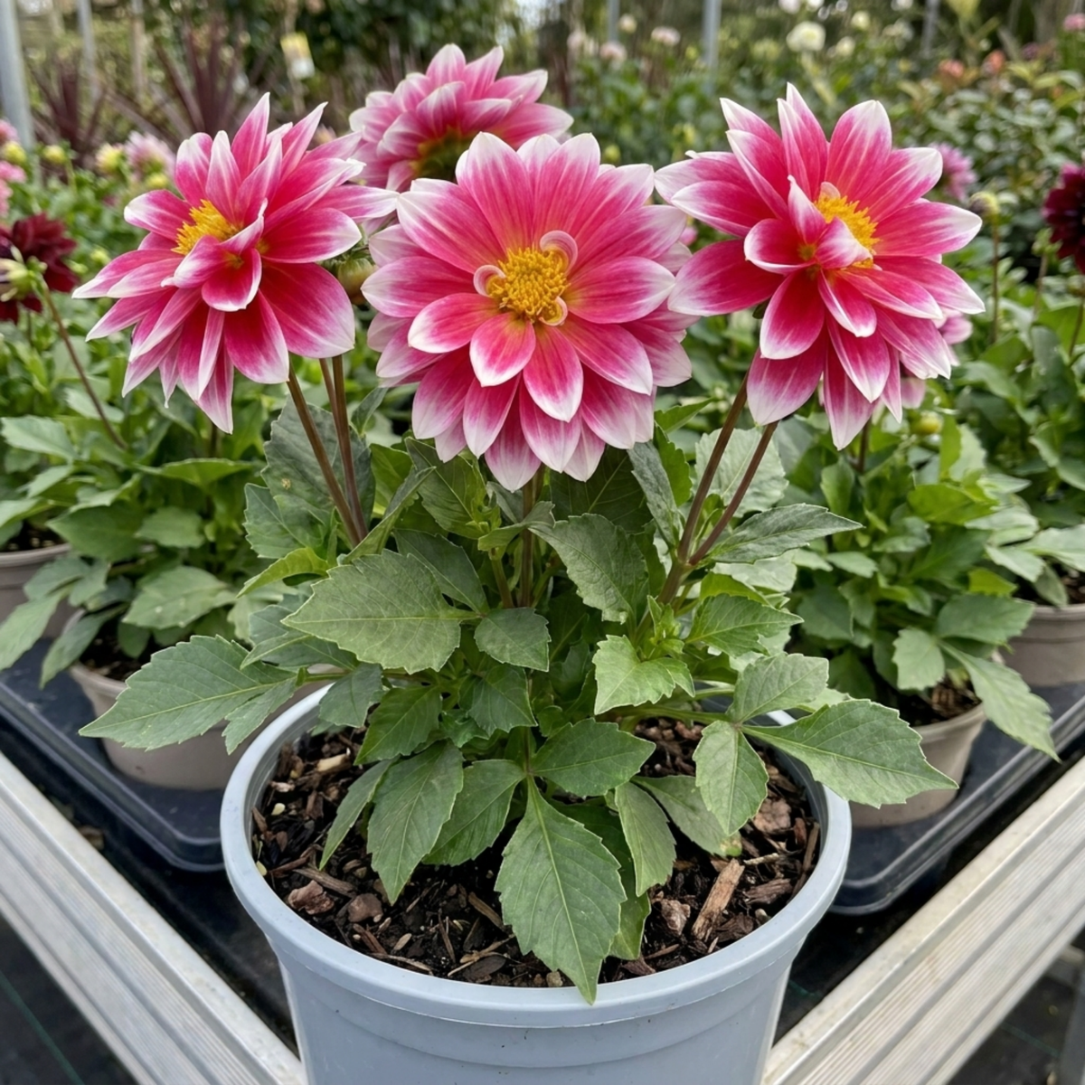 1 Dahlia Maggiore Fun Rose Bicolour Plant, Pink Summer Flowering, Outdoor Garden Ready, 3 Litre Root Ball