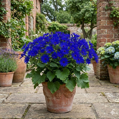 Senetti Pericallis Pop Bang Blue Plant, Outdoor Garden Ready Summer Flowering, 6.5 Litre Root Ball