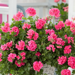 Geranium Sunflair Linda Pink | 3 or 6 1L Pots