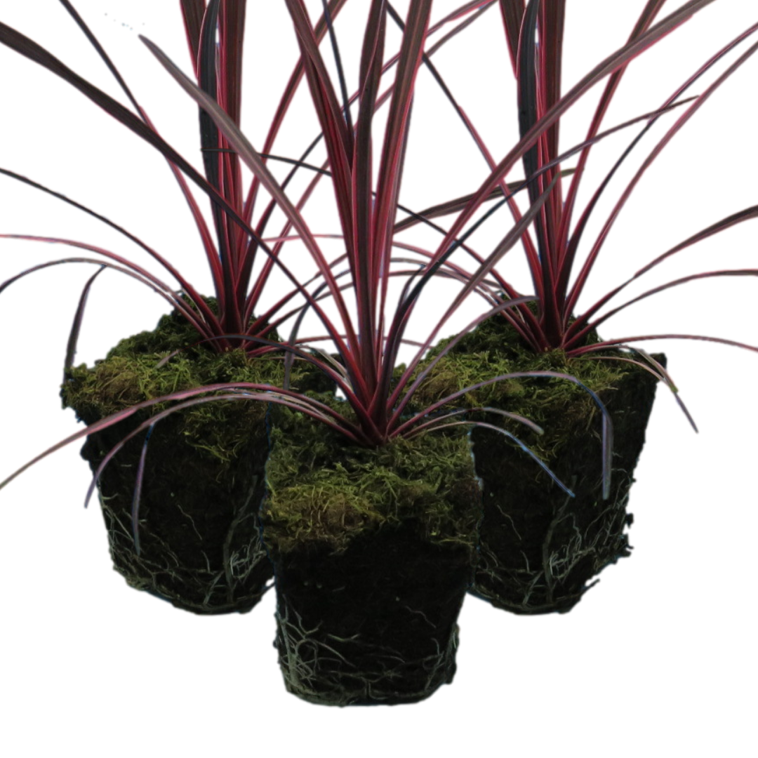 Charlie Boy | 3 or 6 1L Pots