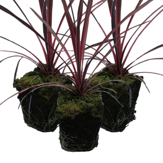 Charlie Boy | 3 or 6 1L Pots