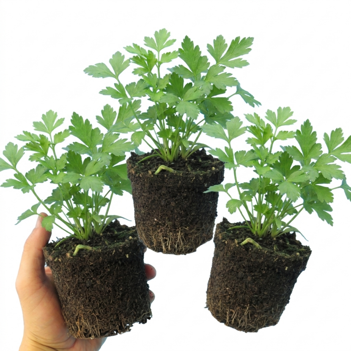 Italian Flat Leaf Parsley (Petroselinum crispum) Herb Plants, Fresh Kitchen Garden Ready, Outdoor Growing, 1 Litre Root-Ball