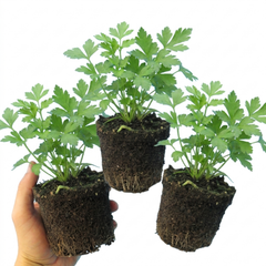 Italian Flat Leaf Parsley (Petroselinum crispum) Herb Plants, Fresh Kitchen Garden Ready, Outdoor Growing, 1 Litre Root-Ball