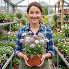 Set of 3 or 6 Knautia Macedonica Melton Pastels Plants, Bee-Friendly Hardy Perennial Scabious, Summer Flowering, 11cm or 1L Root Ball