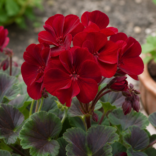 1 Large Plant - Geranium Calliope Dark Red, Outdoor Garden Ready, 2L Pot