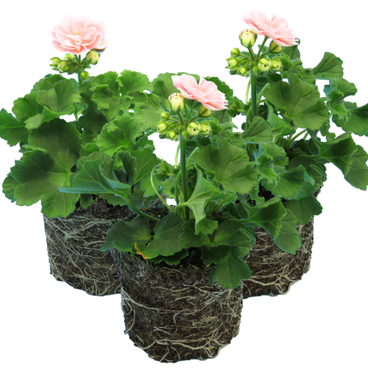 Set of 3 or 6 Large Plants - Geranium Zonale Rosebud Astrid, Ready to Plant in Your Garden
