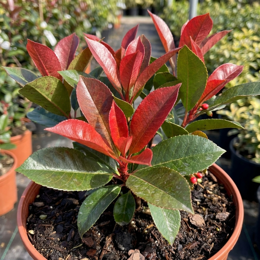 Photinia Magical Volcano Evergreen Shrub, Fast Growing Hedge Plant, Litre Root-Ball