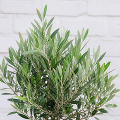 3 Litre Bushy Olive Tree, Nursery Pot, Outdoor, Pots
