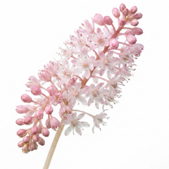 1 Tiarella Sugar and Spice Foam Flower, Hardy Shade Perennial Plant, 2 Litre Root-Ball