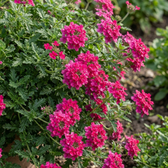Verbena Trailing Magelana Hot Rose Plants, Summer Bedding Garden Ready, 10.5cm Root-Ball