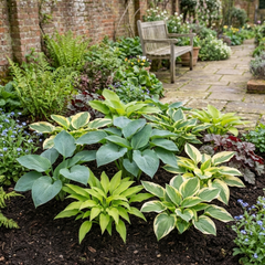 Hosta Growers' Mix Plants, Outdoor Garden Ready Hardy Shade Perennials, 1 Litre Root Ball