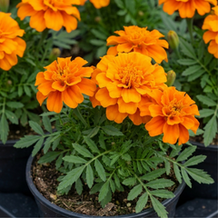 1 Large Plant - Marigold Durango Tangerine, Outdoor Garden Ready, 2L Pot