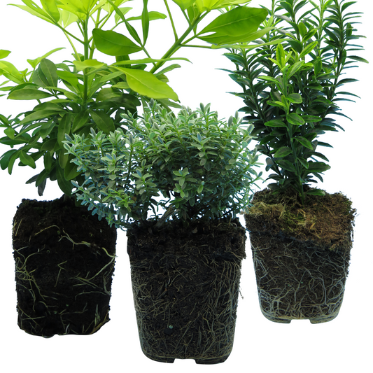 Evergreen Shrub Mix - Euonymus, Choysia, Hebe