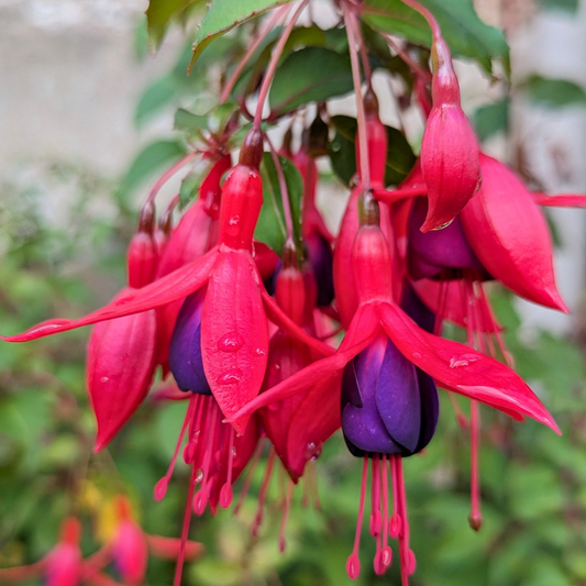 Fuchsia Mrs Popple | 2L Pot
