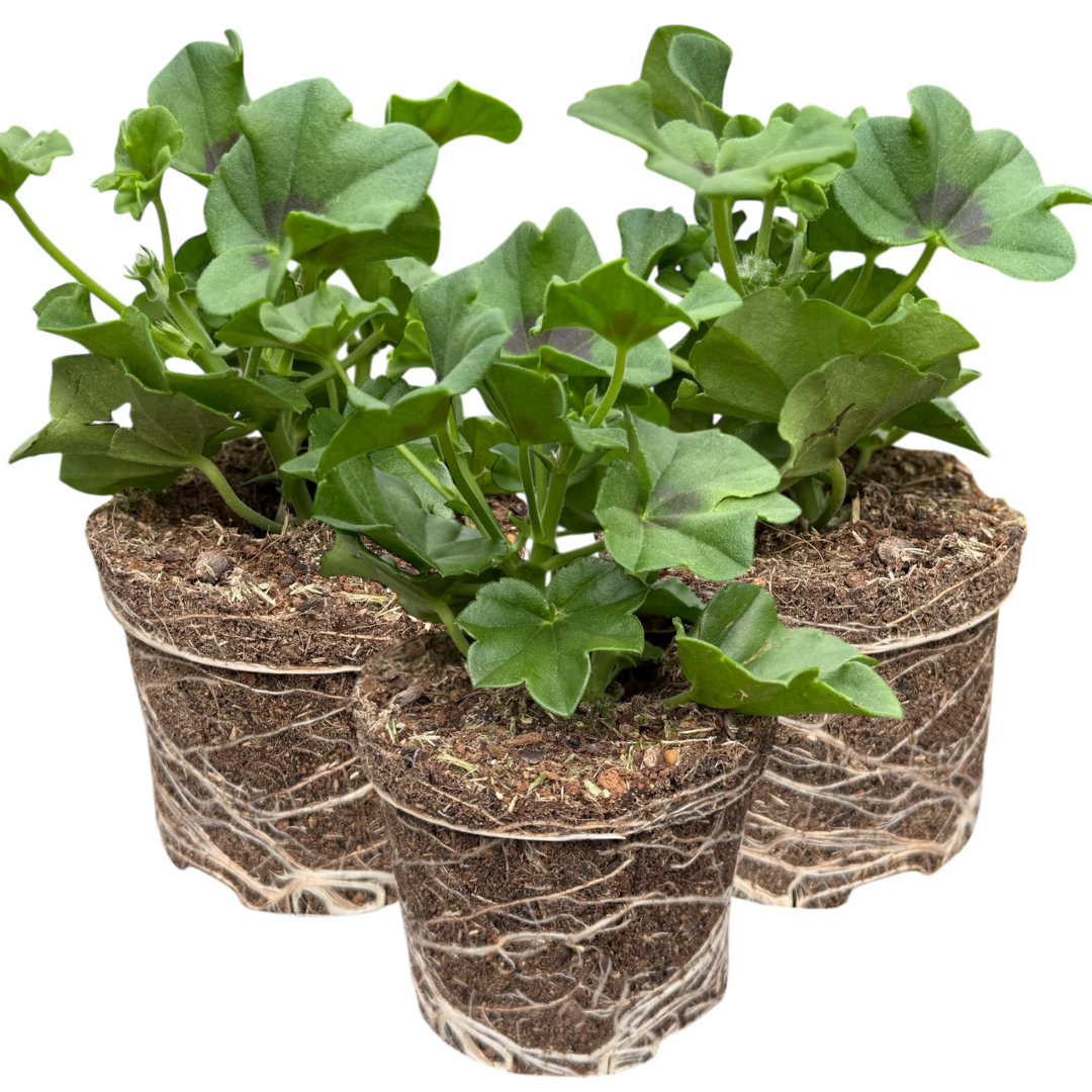 Geranium Tornado White | 3 or 6 1L Pots
