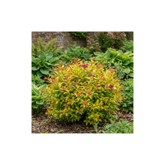Spiraea Goldflame Plant, Hardy Japanese Spirea Flowering Shrub, Garden Ready, 17cm Root-Ball