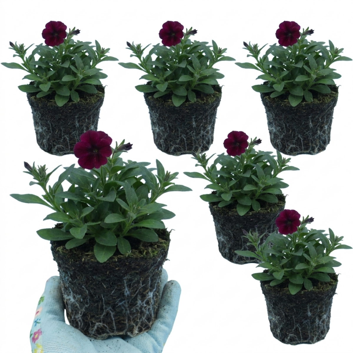 Lobelia Starship Burgundy Upright Hardy Perennial Plants, Outdoor Garden Ready, 1 Litre Root Ball
