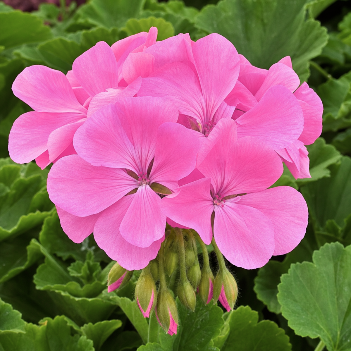 1 Large Plant - Geranium Calliope Hot Pink, Outdoor Garden Ready, 2L Pot