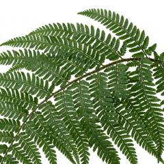 Braun's Holly Fern Polystichum Braunii Plants, Hardy Evergreen Perennial, 1Ltr Root-Ball