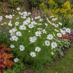 1 Large Plant - Cosmos Apollo White, Ready to Plant in Your Garden, 2L Pot