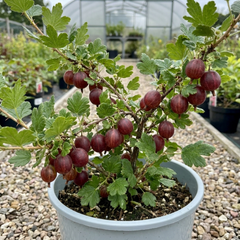 Red Gooseberry Fruit Bush Plant, Hardy Self Fertile, Outdoor Garden Ready, 5L Root Ball