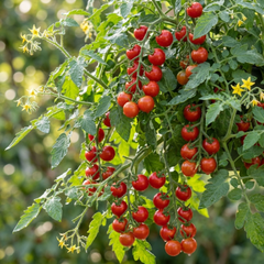 Set of 3 or 6 Large Plants - Tomato Cherry Falls Variety, Ready to Plant in Your Garden