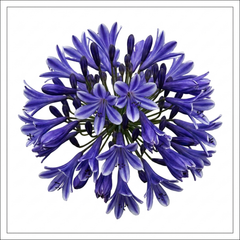 1 Large Plant - Agapanthus Charlotte, Ready to Plant in Your Garden, 2L Pot