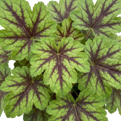 1 Tiarella Angel Wings Foam Flower Plant, Hardy Shade Loving Perennial, 2 Litre Root Ball
