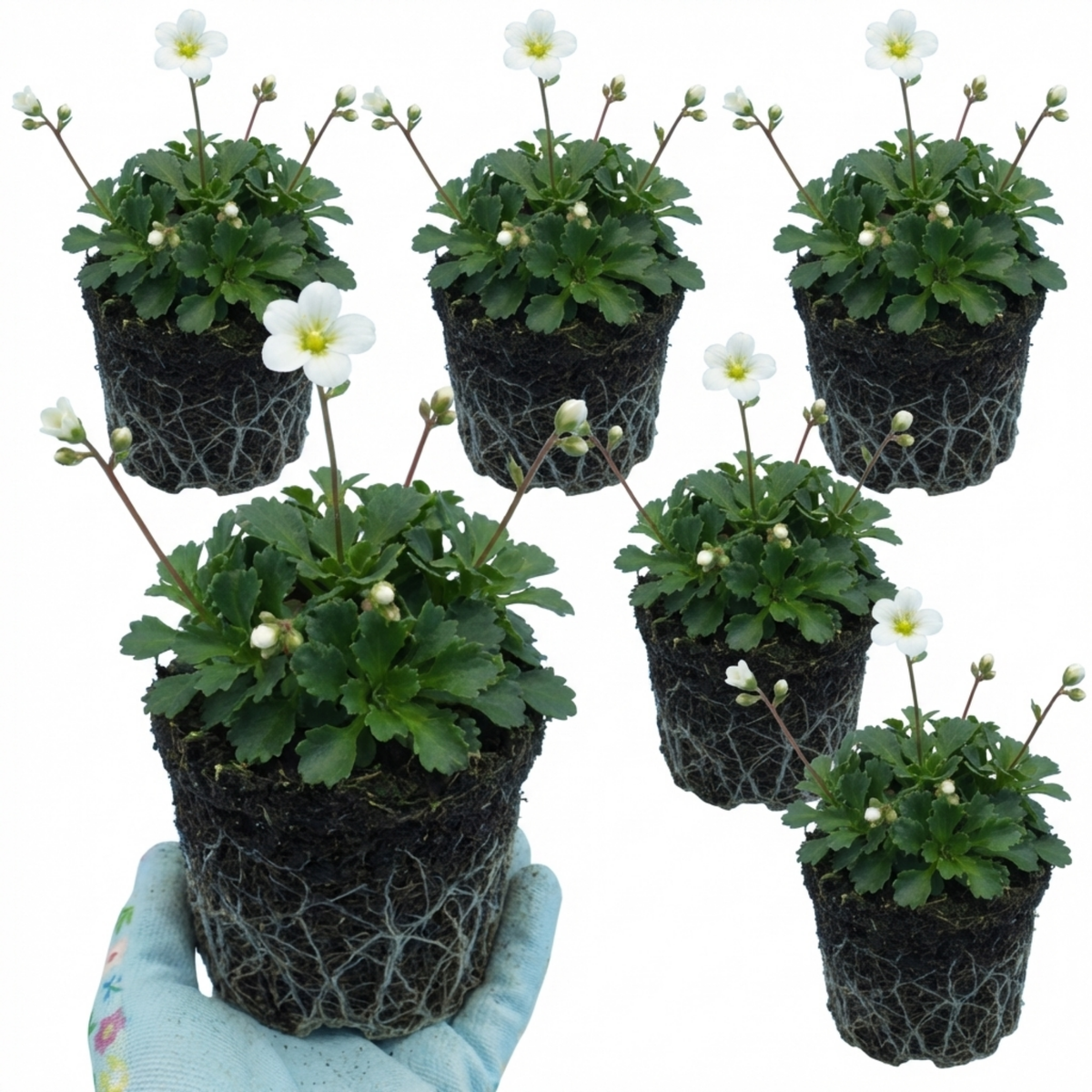 Saxifrage Marto White Mossy Alpine Plants, Hardy Evergreen Perennial Rockery Ground Cover, Outdoor Garden Ready, 1 Litre Root-Ball
